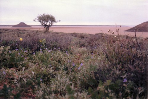 Wildflowers at Island Lagoon